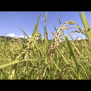 GreenFarmにしぞの