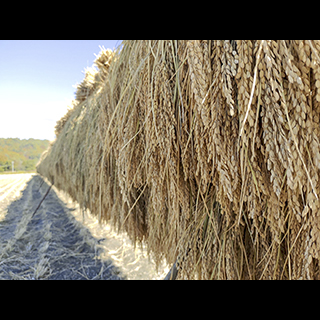 GreenFarmにしぞの